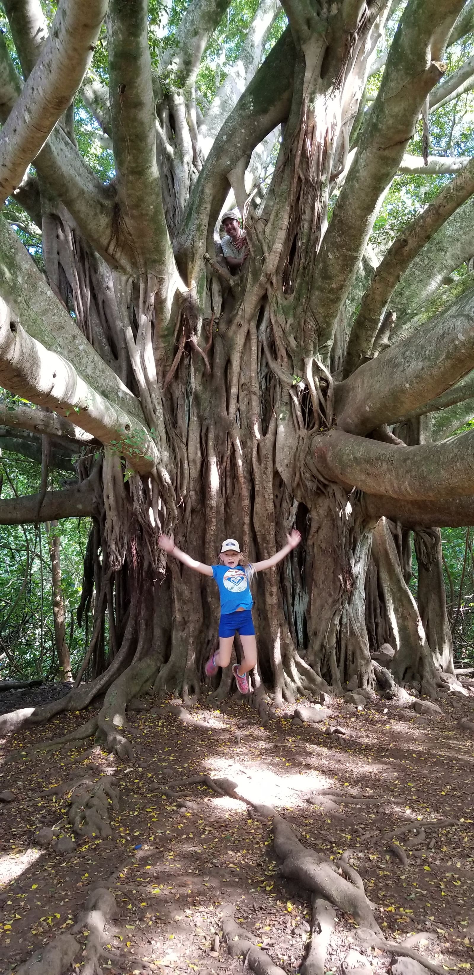 Banyan tree shading the Kihei Kai Nani walkway