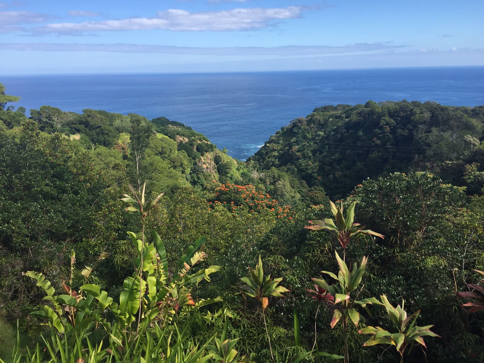 Tropical foliage near Kihei Kai Nani