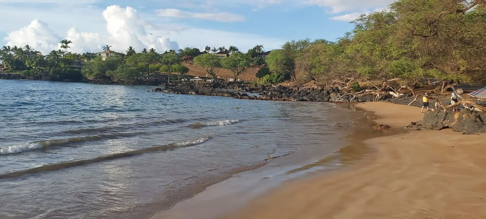 Sandy cove beside a tree-lined Maui shoreline