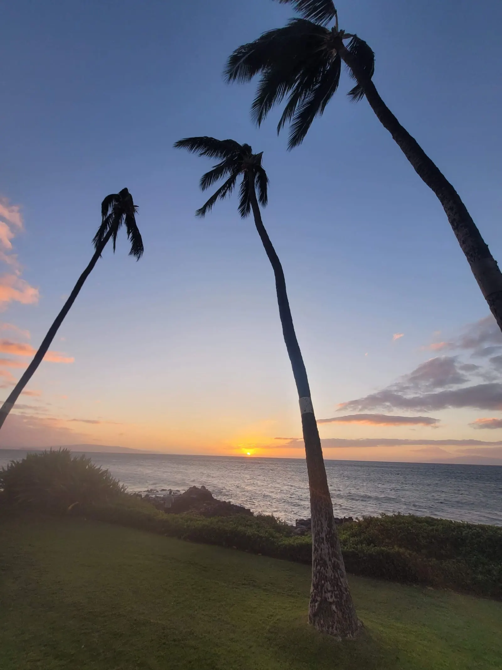 Tall palms silhouetted against the evening sky