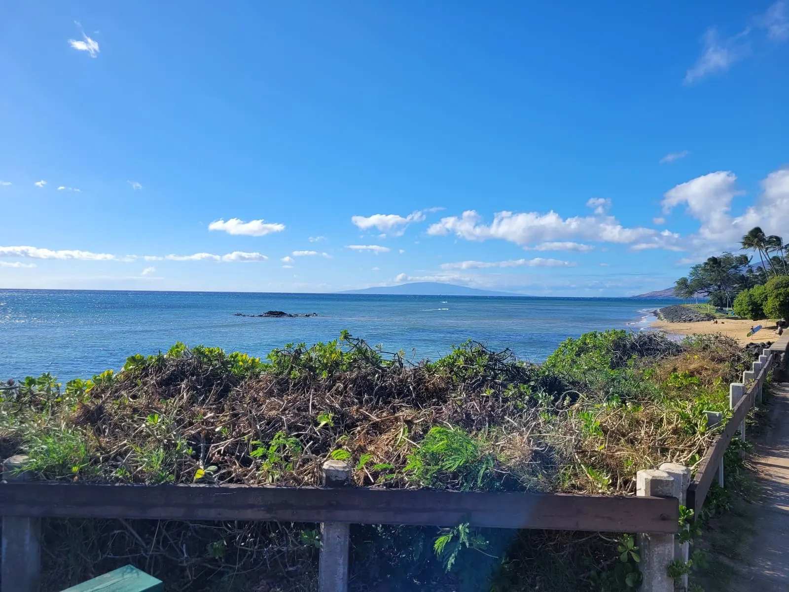 Blue water beyond coastal greenery